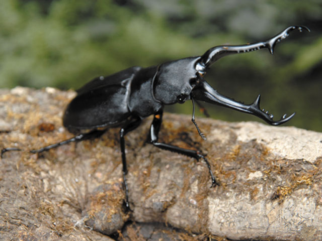 ギラファノコギリクワガタ - カブトムシ・クワガタムシ - ペット - Y
