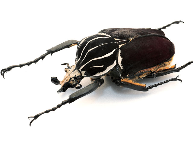 ゴライアスオオツノハナムグリ - カブトムシ・クワガタムシ - ペット