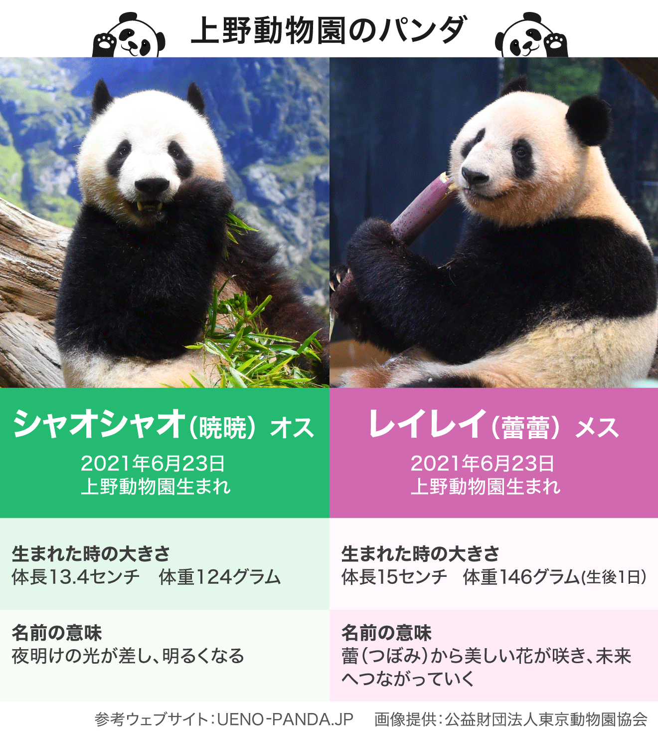 上野動物園の双子のパンダ「シャオシャオ」と「レイレイ」特集 - Yahoo