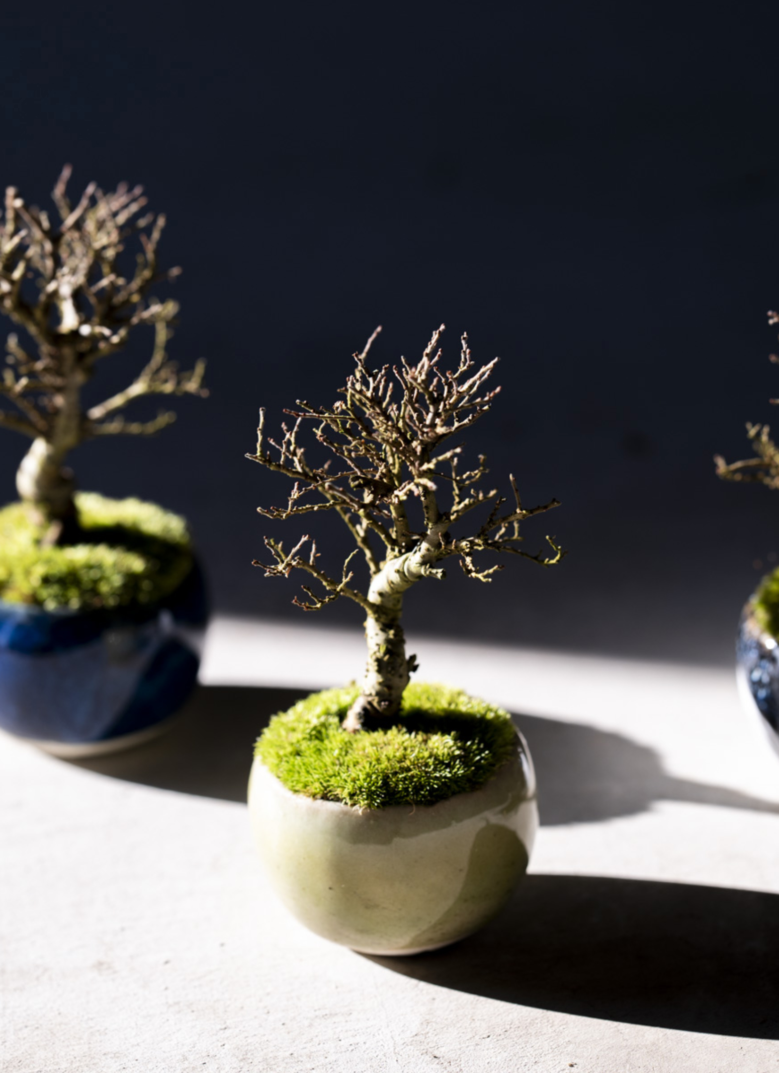 産地直送 金芽ケヤキ Mサイズ 鉢色 藍／山形 石木花からお届け | 盆栽