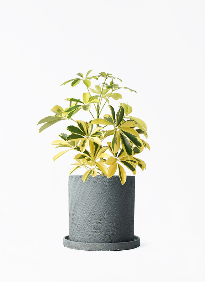 観葉植物 カポック（シェフレラ） 4号 斑入り エッシ 16 H ブラック