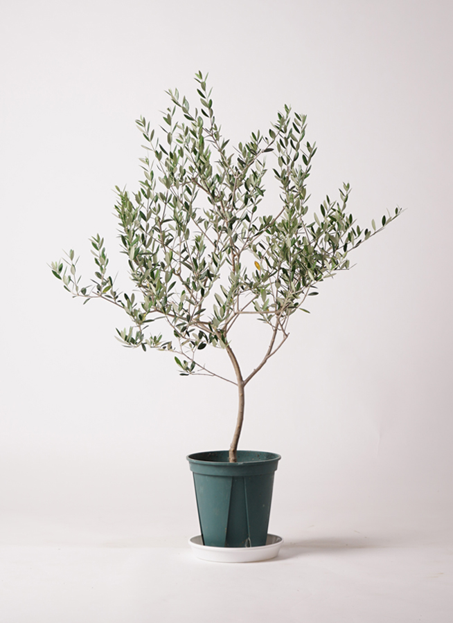 olive-manzanillo-258_0001.jpg?