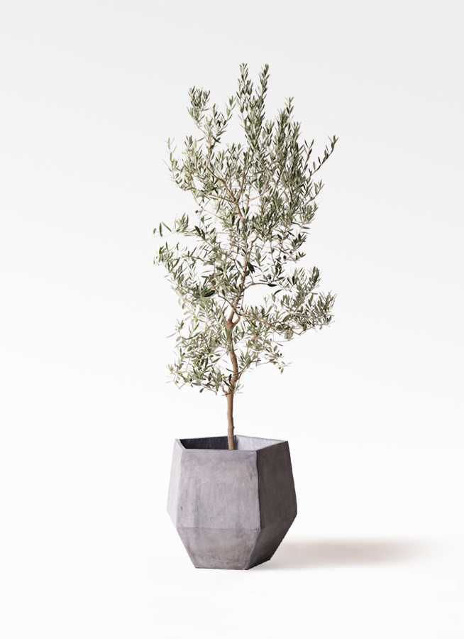 観葉植物 オリーブの木 10号 バロウニ アートストーン ラウンド グレー
