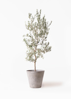 観葉植物 オリーブの木 10号 バロウニ アートストーン ラウンド グレー