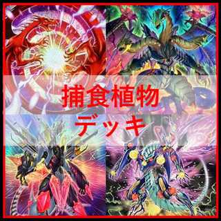 捕食植物 デッキ」の激安通販 | magi