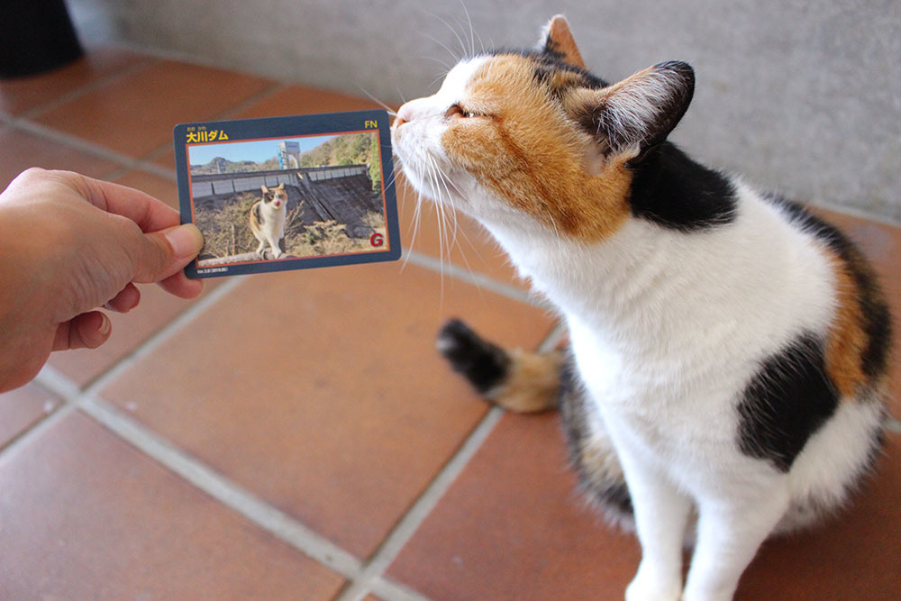 ダム猫”ミケ”の第2弾ダムカード完成！＠大川: さぬき市再発見ラジオ