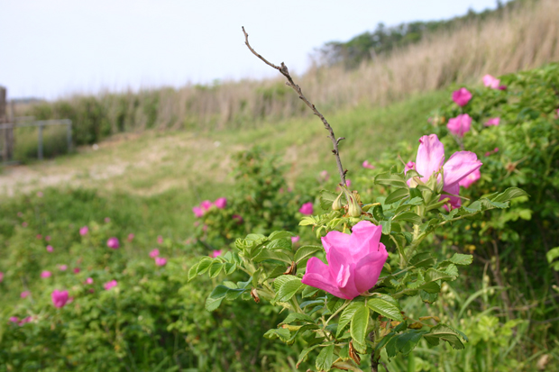 近藤ヶ浜のハマナス