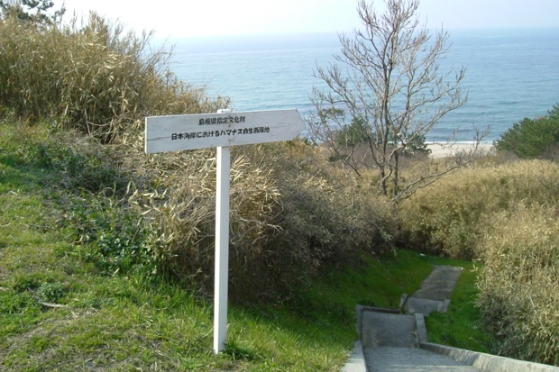 近藤ヶ浜のハマナス