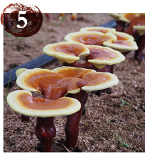 楊貴芝 (ようきし) « ミキモト化粧品西日本代理店 大木産業株式会社