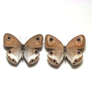 日本産蝶標本 | 三角紙