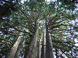 旺文社 なべつぐのあすなろ数学 1976 渡辺次男 | 大学受験 絶版参考書