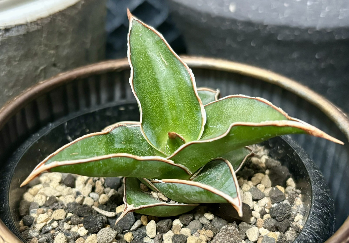 サンスベリア・ピングイキュラの特徴と育て方｜女王の観葉植物