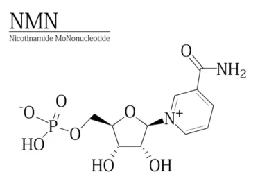取扱製品一覧 – SAINT CLAIR