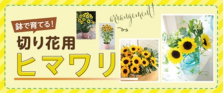 ヒマワリ ビンセント(R) (2型) クリアオレンジ DMR｜種（タネ）,球根