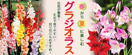 グラジオラス キングストンラッフル｜種（タネ）,球根,苗,資材