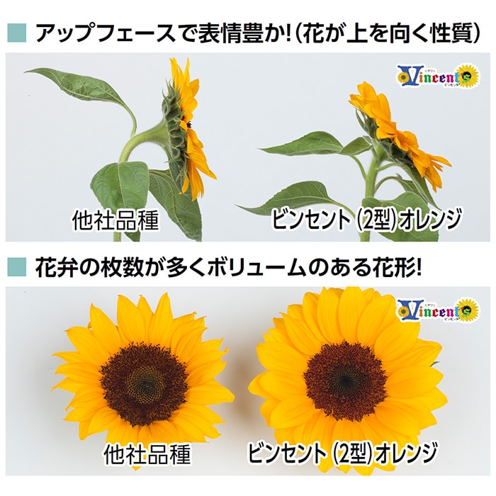 ヒマワリ ビンセント(R) クリアオレンジDMR｜種（タネ）,球根,苗