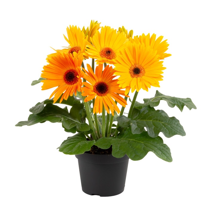 ガーベラ ジョイベラ 福袋 6種セット｜種（タネ）,球根,苗,資材