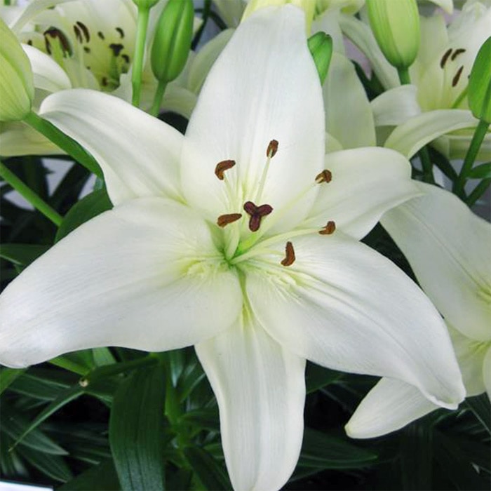 冷蔵ユリ スカシユリ フェアリーリリーミックス｜種（タネ）,球根,苗