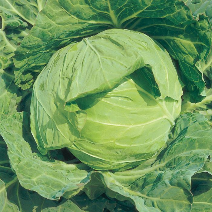 キャベツ 富士早生｜種（タネ）,球根,苗,資材,ガーデニンググッズの