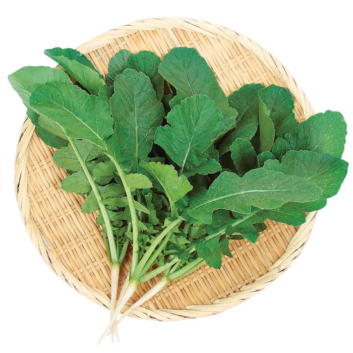 葉ダイコン 葉大臣｜種（タネ）,球根,苗,資材,ガーデニンググッズの