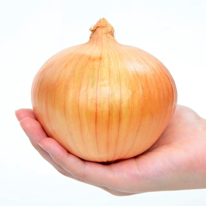 セル苗 タマネギ アイドルももえ(R)｜種（タネ）,球根,苗,資材