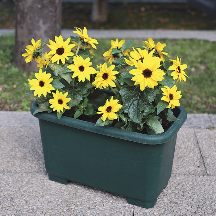 ヒマワリ イオス｜種（タネ）,球根,苗,資材,ガーデニンググッズの通販