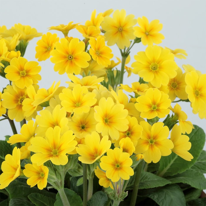 ガーデンプリムラ アラカルト シュシュ(R) イエロー (ver.2)｜種（タネ