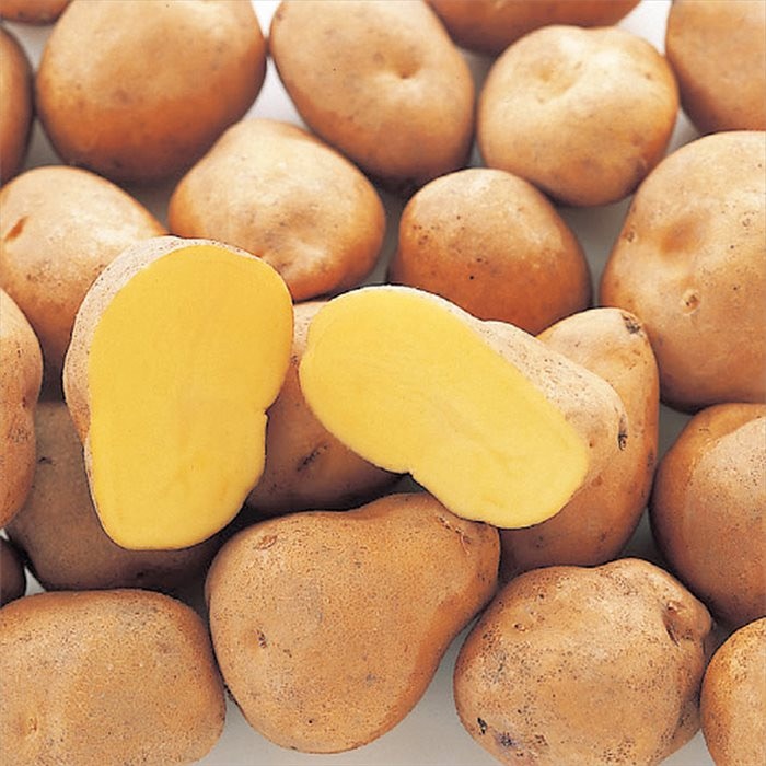 ジャガイモ インカのめざめ タネイモ｜種（タネ）,球根,苗,資材