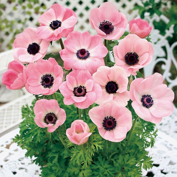 アネモネ ミストラル ピンク｜種（タネ）,球根,苗,資材,ガーデニング