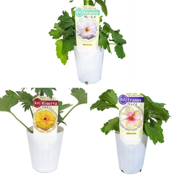 ラナンキュラス ラックス おすすめDセット｜種（タネ）,球根,苗,資材