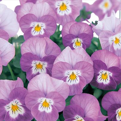 ビオラ ピエナ(R) ラベンダーピコティー｜種（タネ）,球根,苗,資材