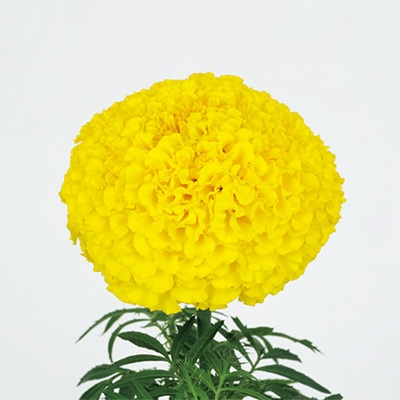 マリーゴールド オリエンタルXL イエロー｜種（タネ）,球根,苗,資材