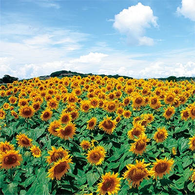 ヒマワリ ビューティフルサン｜種（タネ）,球根,苗,資材,ガーデニング