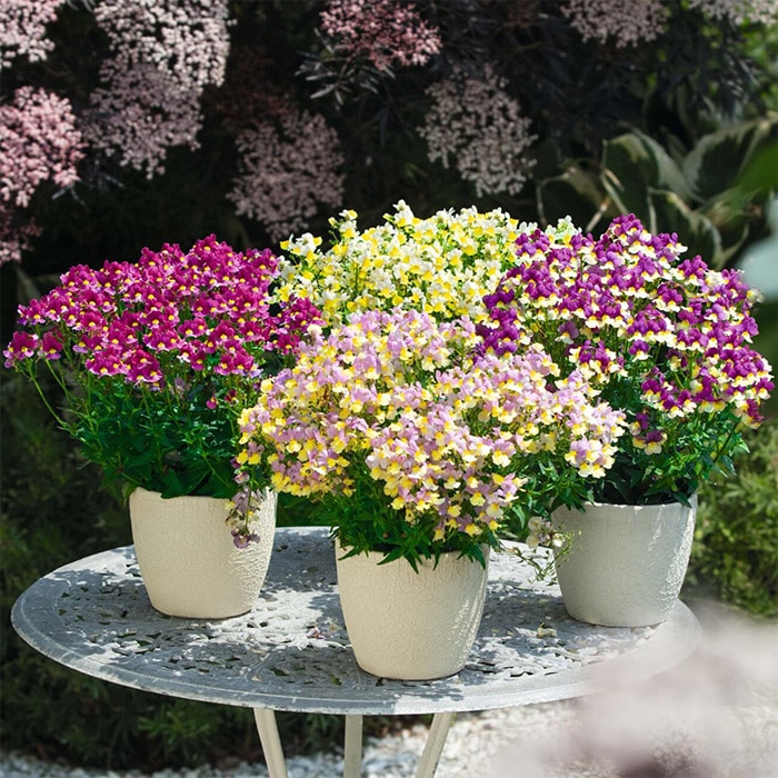 ネメシア アロマンス バニラチェリー｜種（タネ）,球根,苗,資材