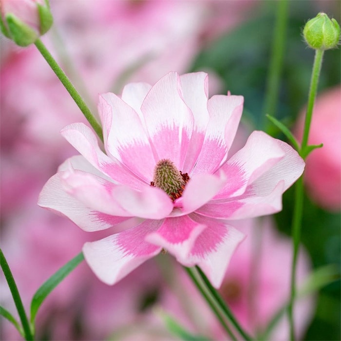 ラナンキュラス ラックス クラシカルセット｜種（タネ）,球根,苗,資材