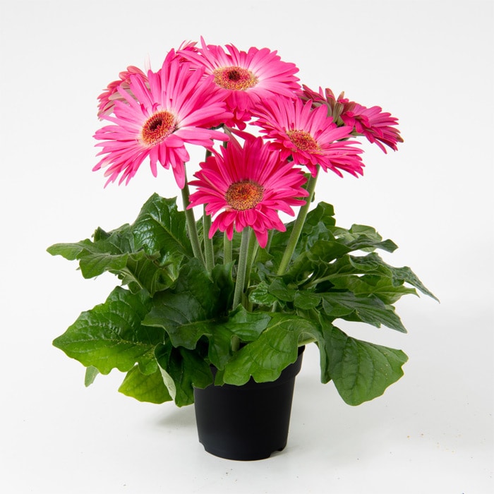 ガーベラ ジョイベラ 福袋 6種セット｜種（タネ）,球根,苗,資材