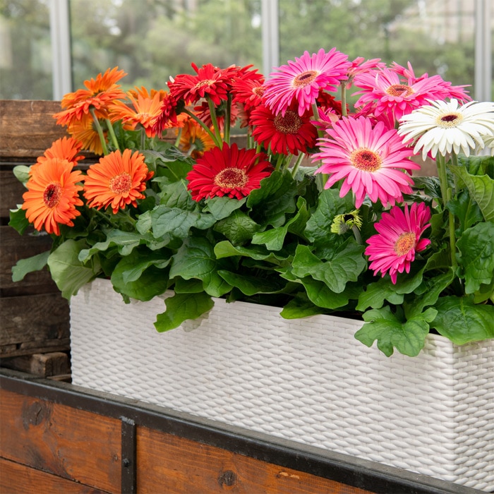 ガーベラ ジョイベラ 福袋 6種セット｜種（タネ）,球根,苗,資材