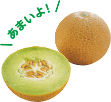 おうちでネットメロン ころたん(R)｜種（タネ）,球根,苗,資材