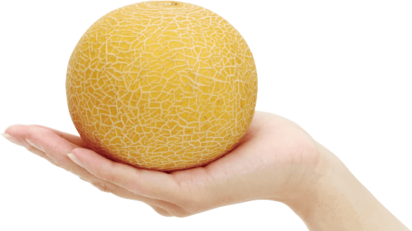 おうちでネットメロン ころたん(R)｜種（タネ）,球根,苗,資材