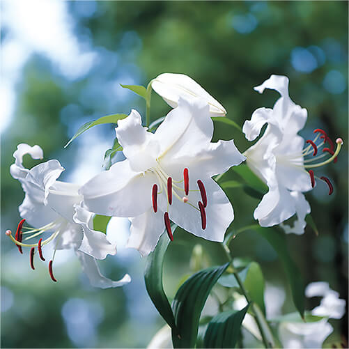 サカタのタネ独占販売も！豊富な品ぞろえ！ユリの球根特集｜種（タネ