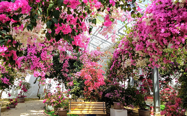 ブーゲンビリア｜季節の花めぐり｜読みもの｜サカタのタネ 家庭菜園