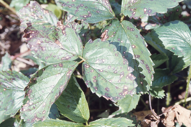 第4回】葉のトラブル② 葉に斑点ができた、葉が変色してきた｜こんな