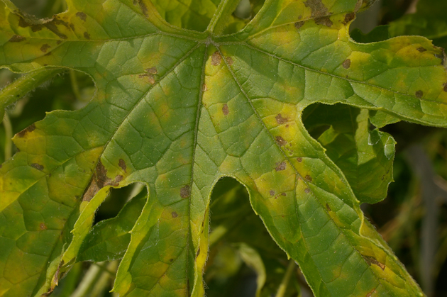 第4回】葉のトラブル② 葉に斑点ができた、葉が変色してきた｜こんな