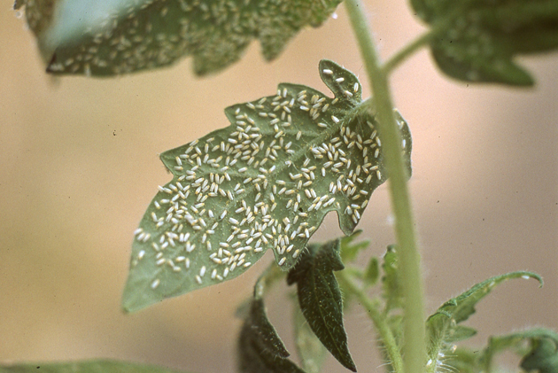 第4回】葉のトラブル② 葉に斑点ができた、葉が変色してきた｜こんな