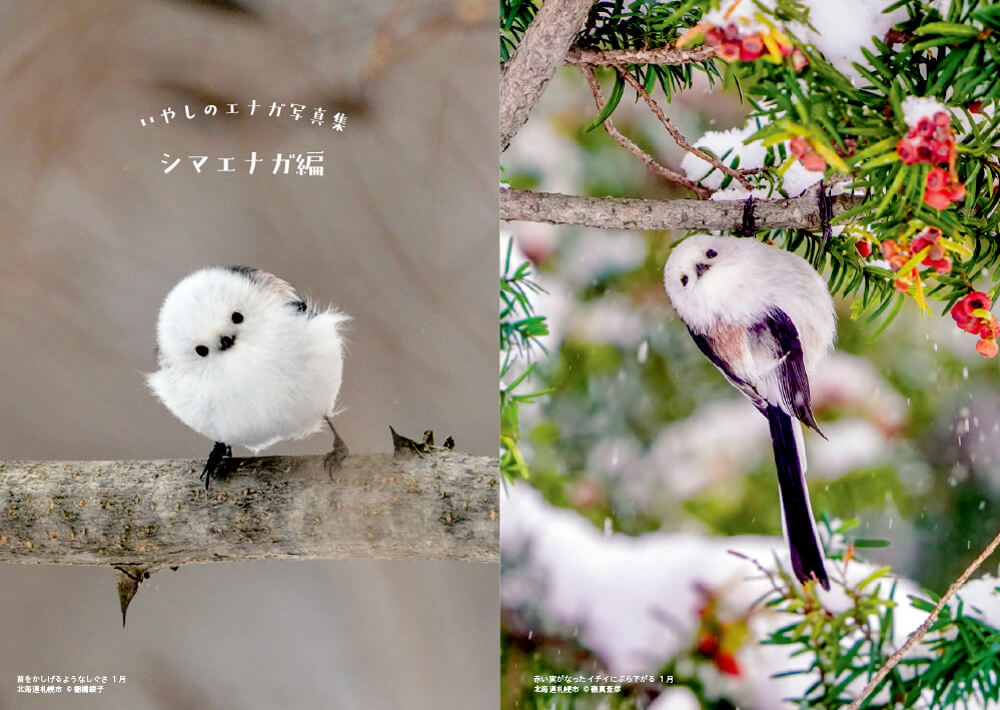 雪の妖精“シマエナガ”のすべてを解説する『とことんエナガ・シマエナガ