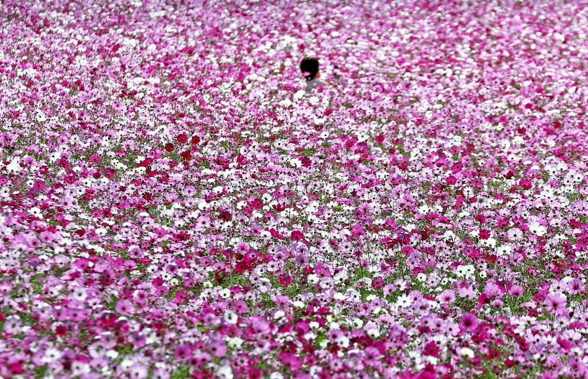 キリン福岡工場の「コスモスフェスタ」来年から中止に | ピックアップ