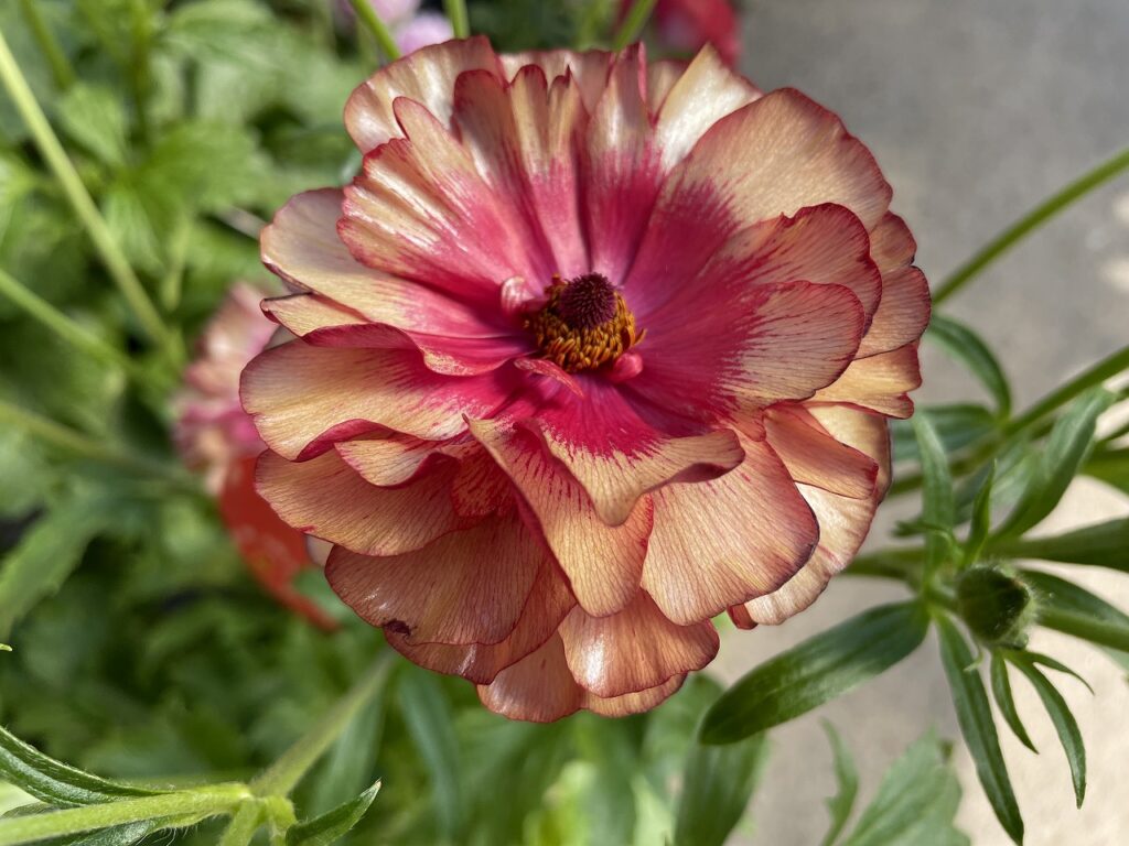 Oasis79.7 ウチいち！～ラナンキュラス・ラックス～｜【佐藤園芸】長野