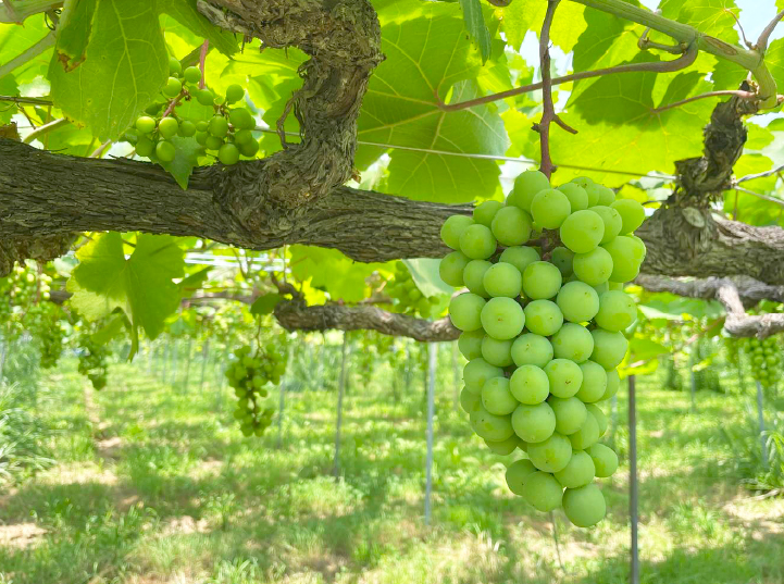 ぶどう狩り | サバーファーム｜大阪富田林市｜果物狩り・自然体験・食