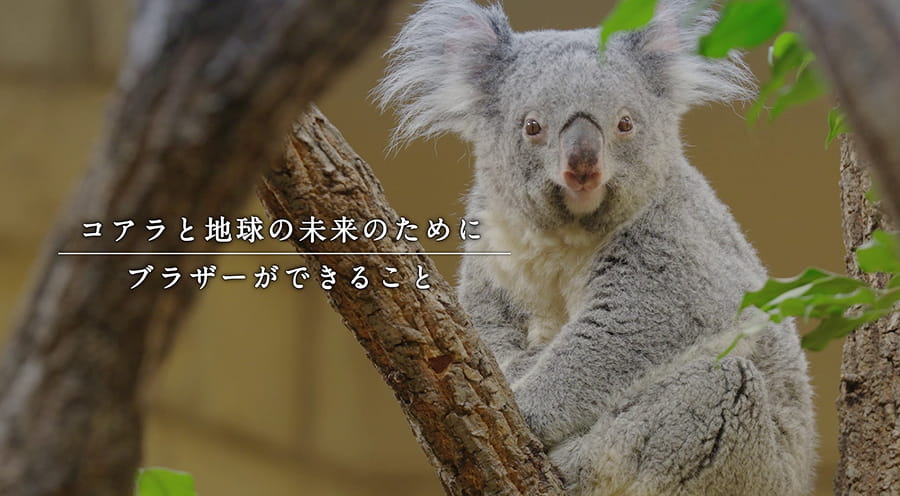 コアラ | ブラザー×東山動植物園 動植物園とSDGs | ブラザーグループ