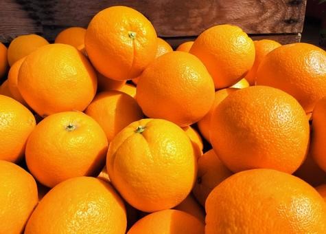 季節のおすすめ : SENKA International Inc.|日本向け、アメリカ向け